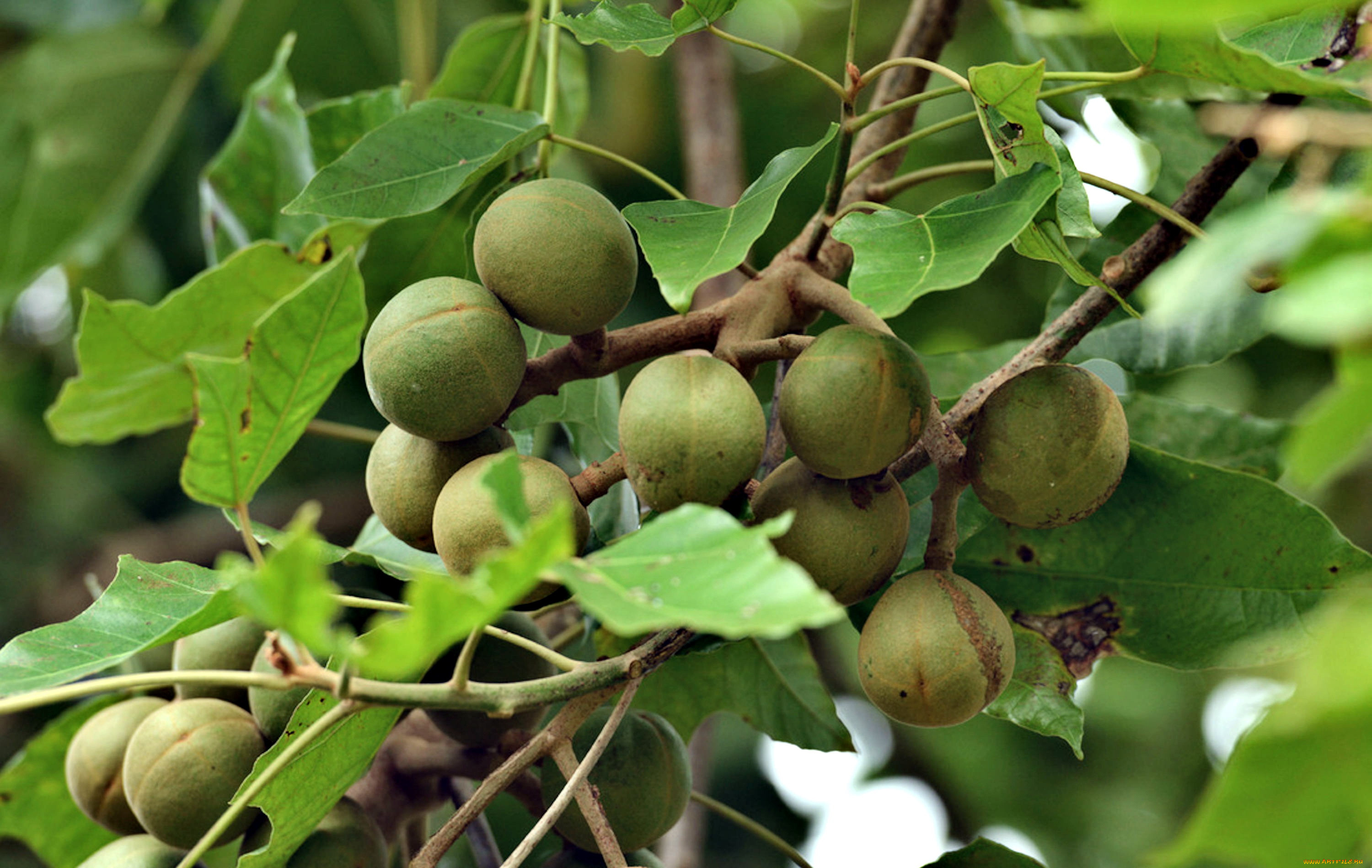 , , kukuinuts, hawaii, state, tree